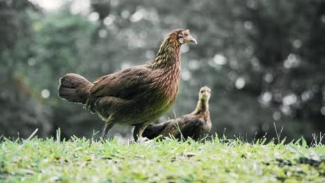 A-Pair-Of-Junglefowl-Chicken-Standing-On-The-Green-Grass-At-The-Botanic-Gardens,-Singapore