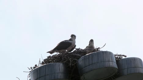 Osprey-pair-with-nestling-on-tall-light-post-near-Bow-River,-Calgary