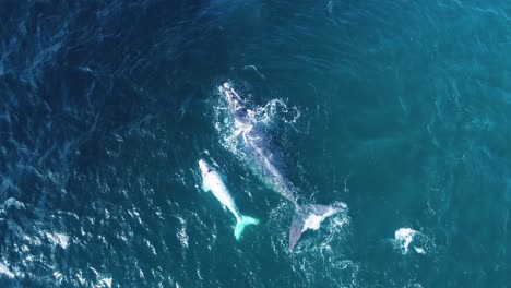 Aerial-of-white-Southern-Right-whale-calf-swimming-with-mother-in-windy-ocean,-Hermanus,-South-Africa