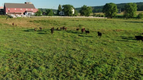 Cows,-calves,-cattle-run-away-through-green-meadow-pasture-toward-red-barn-and-safety,-scared-beef,-dairy-animals-chased-by-predators,-aerial-drone-shot