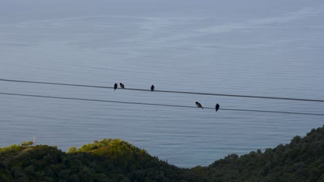 Swallows-standing-on-wire-with-green-hills-and-calm-sea-surface-background