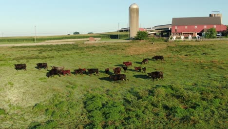 Aerial-of-herd-of-dairy-beef-cattle,-cows-with-red-farm-buildings-and-silo,-golden-hour-lighting-of-green-pasture,-meadow,-agriculture-food-milk-dairy-meat-production-theme