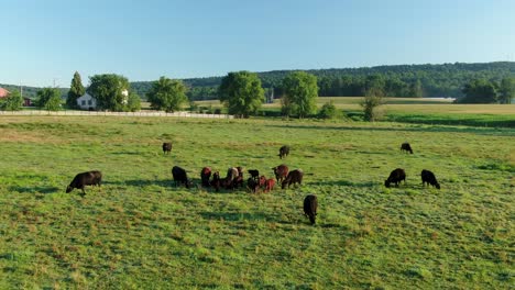 Herd-or-black-angus-cows,-cattle,-bulls-in-green-pasture-meadow-on-summer-day,-grass-fed-organic-beef-and-milk-production-in-USA