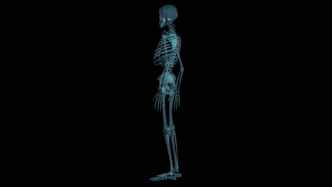 Human-Skeleton-Rotating-X-Ray-Scan