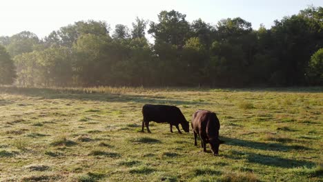 Two-black-Angus-bulls,-cows-grazing-on-grass-in-meadow,-dew,-fog,-hazy-summer-morning-light,-rural-agriculture,-animal,-cattle-and-livestock-theme