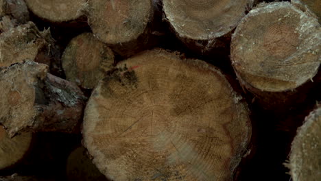 Abgeholzte-Holzstämme,-Die-Für-Möbel-Geschnitten-Wurden