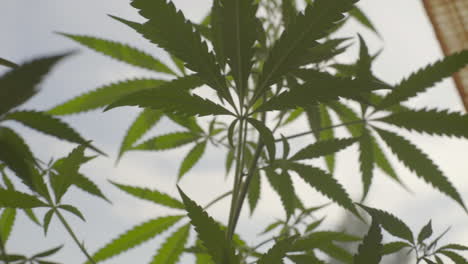 Close-up-Marijuana-leaves-handheld-shot-moving-upwards-against-white-window-with-natural-light