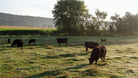 Family,-herd-of-black-Angus-cattle,-cows,-bulls-calves-graze-in-green-meadow-pasture-field,-dew-on-grass,-under-dramatic-morning-sunlight-fog,-mist