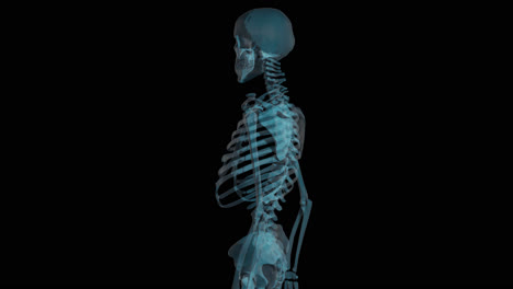 Human-Skeleton-Rotating-X-Ray-Scan