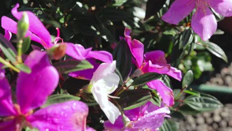 White-and-Lilac-Flowers,-Green-Plants,-Sun-Light,-Macro,-Camera-Pan