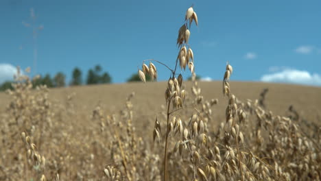 Shallow-focus-close-up-of-barley-wheat-on-a-sunny-day