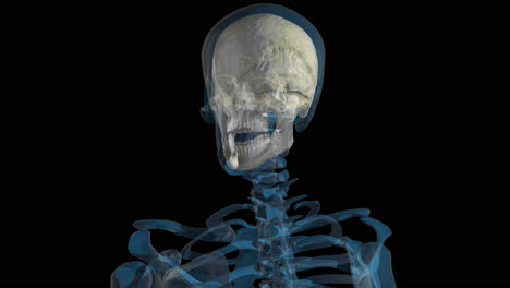 Esqueleto-Humano-Girando-Con-Un-Primer-Plano-Del-Cráneo