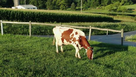 Red-and-white-Holstein-cow-grazes-on-grass-in-meadow-pasture-during-magic-hour,-dairy,-beef,-milk,-meat,-cattle-agriculture-industry
