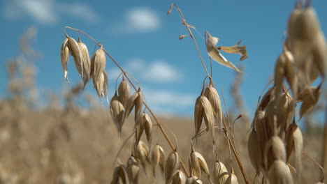 Shallow-focus-macro-of-ears-of-barley-wheat