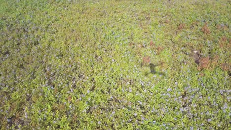 Flying-low-over-a-blueberry-field-with-a-drone-shadow