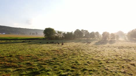 Wide-panorama-of-cattle-grazing-in-meadow-pasture-covered-in-dew,-dramatic-morning-sunlight,-peaceful-serene-mood,-white-space