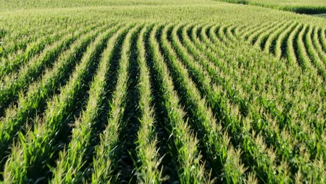 Aerial-flight-tracking-curve-of-rows-of-corn-tassels-in-farm-field,-agriculture,-farming,-rural-theme
