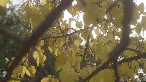 Branch-of-Yellow-fall-leaves-in-wind