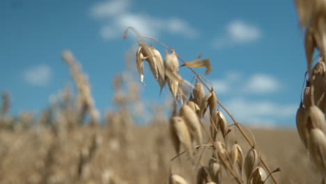 Mature-oats-on-a-sloping-stem-sway-in-the-wind-against-a-blue-sky,-static-no-people-footage
