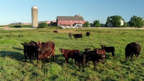 Herd-of-beef-dairy-cattle,-cow-and-baby-calf,-calves-in-green-pasture-meadow-with-red-barn-farm-buildings-during-dramatic-magic-hour-light-in-rural-America