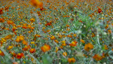 Dichtes-Blumenfeld-Mit-Vielen-Orangefarbenen-Blumen---Gesperrter-Rahmen,-Der-Nahaufnahmen-Füllt