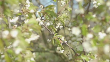 Arbusto-Con-Pequeñas-Flores-Blancas-Que-Sopla-El-Viento