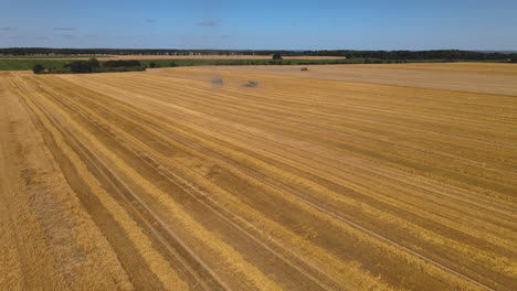 Aerial-wide-shot-of-golden-wheat-field-and-harvesting-combine-vehicle-in-background