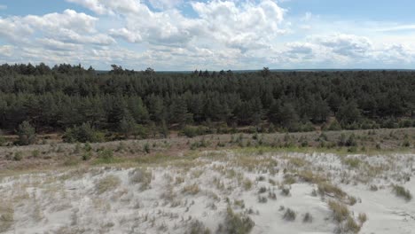 Majestic-pine-forest-by-beach-on-Baltic-Sea-shore