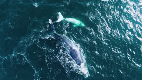 Aerial-of-white-Southern-Right-calf-relaxing-with-mom-in-swell,-Hermanus,-South-Africa