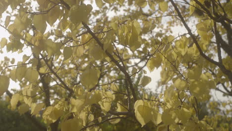 Yellow-autumn-leaves-in-breeze-on-sunny-day,-soft-promist-image-static-shot