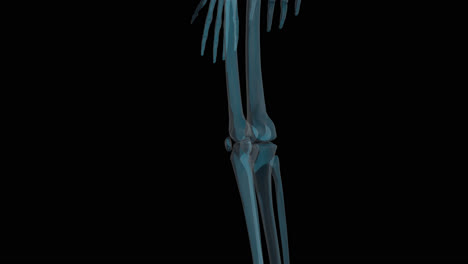 Röntgenscan-Des-Menschlichen-Skeletts-Dreht-Sich.-Mit-Transparentem-Hintergrund