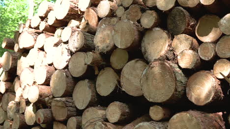 Close-up-footage-of-logs-of-wood-stacked-over-each-other-at-logging-industry-in-forest