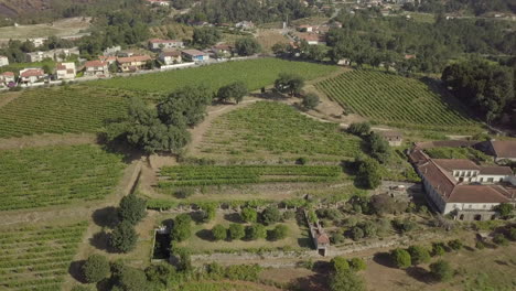 Vineyard-in-Portugal-by-drone