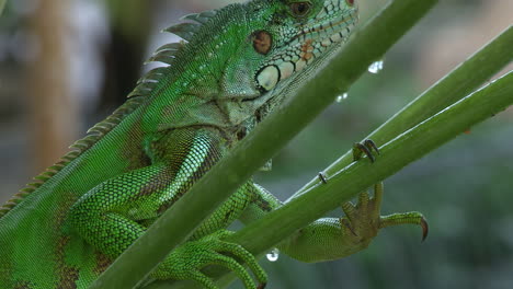 Iguana-perched-on-a-papaya-branch-in-the-rain