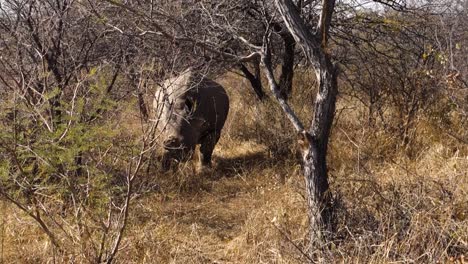 Solidary-Rhino-grazing-in-the-bushes-in-Botswana-with-one-horn-removed
