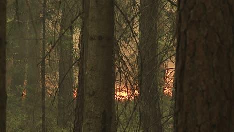 Forest-in-Fire,-Burning-Trees,-Bushs,-Burning-Dry-Grass-in-the-Peatbog