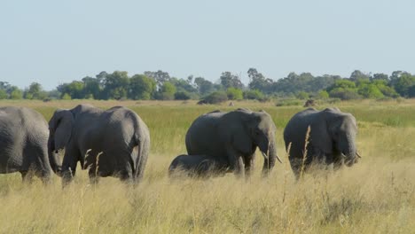 Herd-of-African-Elephants-grazing-with-mother-and-calf-center-of-frame