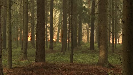 Wald-Im-Feuer,-Brennende-Bäume,-Büsche,-Brennendes-Trockenes-Gras-Im-Torfmoor