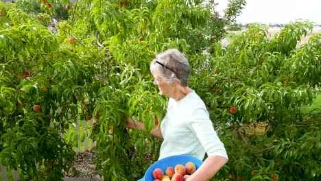 Mature-woman-pickingfruit-from-her-peach-tree