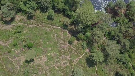 Vista-Superior-Volar-Sobre-Un-Estanque-De-Bosque-Oculto-En-Devon,-Reino-Unido,-Cultivo-Estático