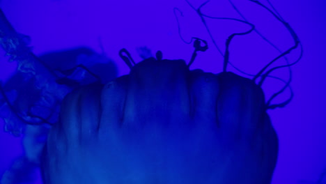 4K-footage-of-jellyfish-in-an-aquarium-changing-color