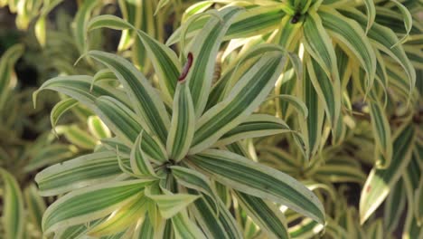 Tropische-Grünpflanze,-Hintergrundsonne,-Kameraschwenk