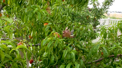 Mature-woman-picking-peaches-in-her-back-yard