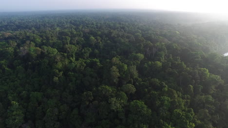 Drone-flight-over-Pristine-Rainforest