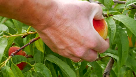 Woman's-hand-is-seen-checking-a-peach-on-a-tree-to-see-if-it-is-ripe