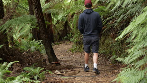 Hombre-Caminando-Por-Una-Pista-Forestal-De-Arbustos