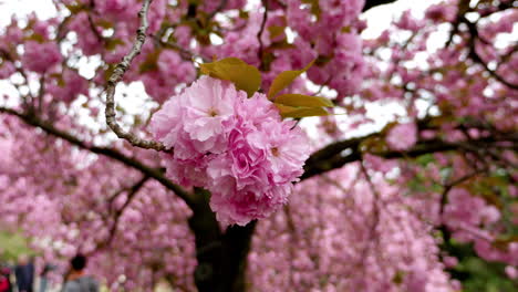 Cherry-Blossom,-Tokyo---Japan