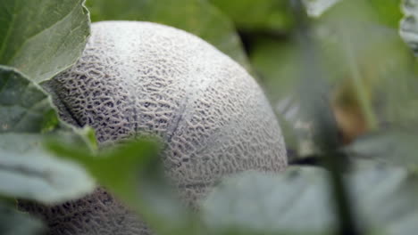 Macro,-close-up-of-a-ripe-cantaloupe-melon-in-a-green-garden
