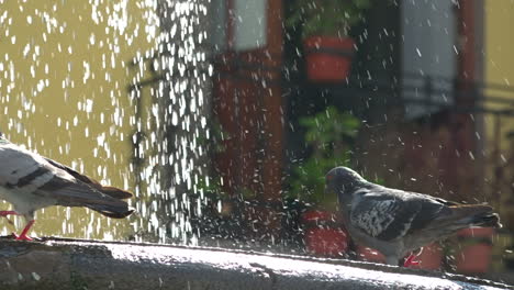 Pigeons-bathing-in-a-fountain