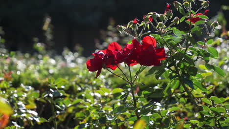 Bamburg-Castle-Rose-Garden
